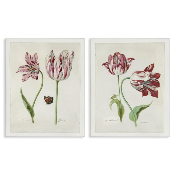 Stupell Industries Vintage Tulip & Insect Studies Floral & Botanical Painting Wrapped Canvas Art Print Wall Art, 16 x 20, Set of 2