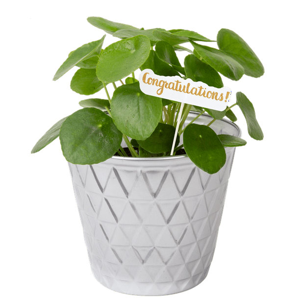 Costa Farms Live Indoor 12in. Tall Chinese Money Plant in Costa Farms Live Indoor 12in. Tall Chinese Money Plant in