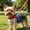 Red#7215, variant on Dog No Pull Chest Harness with Leash D-Ring, Breathable Polyester Pet Torso Strap, Adjustable Safety Buckles, Gray Red, Size S or M