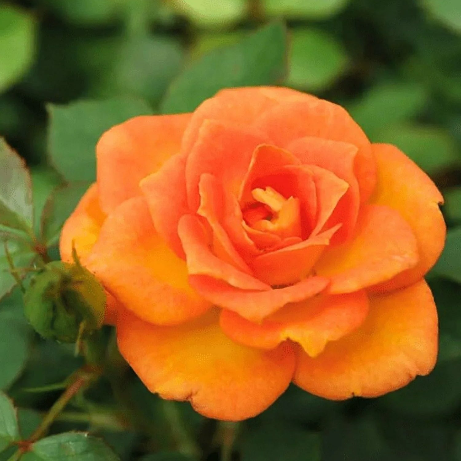 =Expert Gardener 12-18" Showpiece™ Orange Fragrant Shrub Rose with Orange Flowers Live Tree in 1 gal. Grower Pot