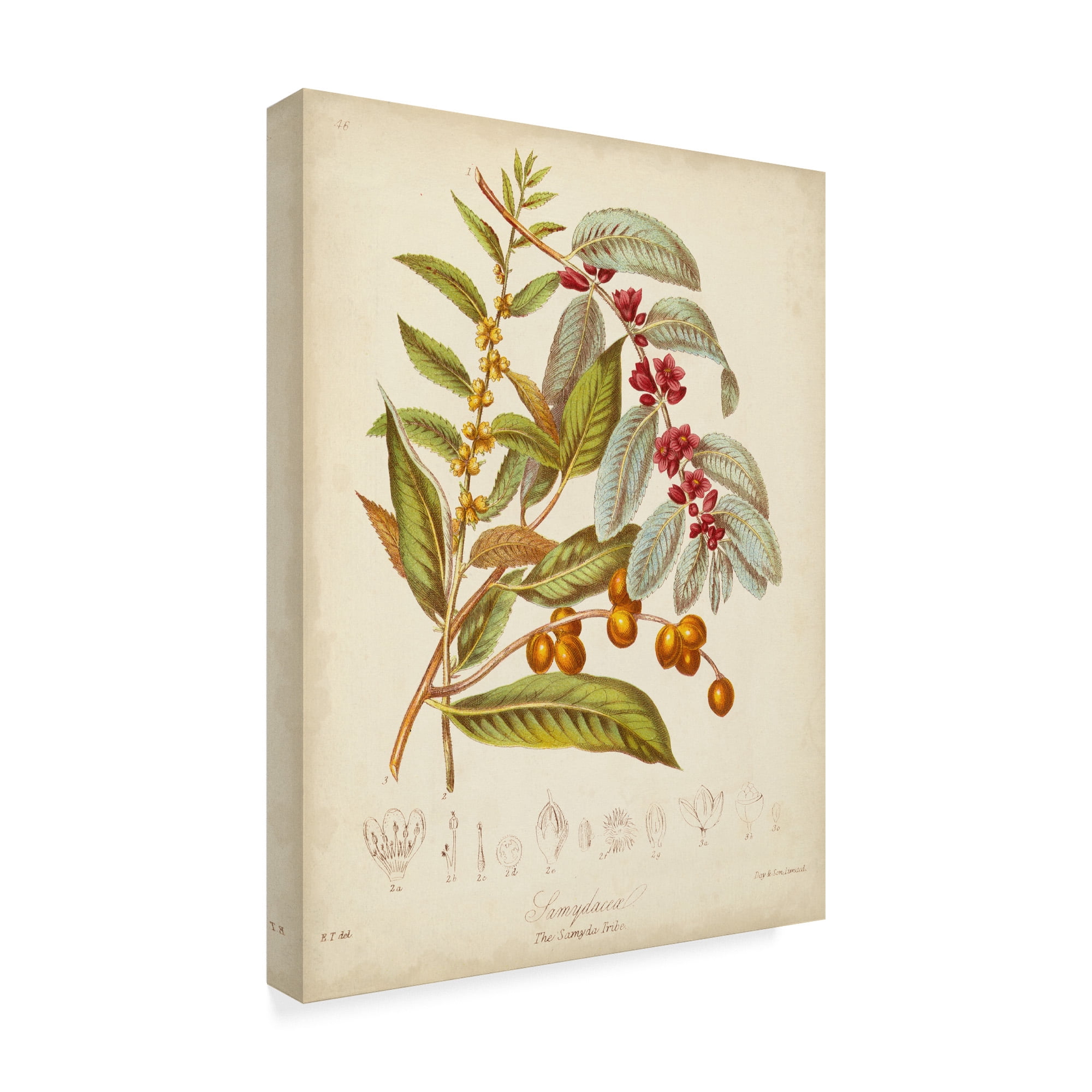 Trademark Fine Art 'Twining Botanicals VIII' Canvas Art by Elizabeth Twining