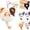 Cat Claw(single Box), variant on Samuel Puppy Flop Series - Dog Blind Box Pendant Plush,Figure Blind Box Keychain, Random Cute Blind Boxes Figures,Collectible Toys for Gifts (Dog (Single Box))