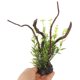 thumbnail image 5 of unbranded De Árbol Artificial Para Acuario Con Planta En Material Resina, 5 of 6