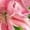 Rose Red, variant on Women's Watercolor Pink Lily Floral Print Purple V-Neck Sleeveless T-Shirt Holiday Tank S-5XL Top