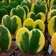 thumbnail image 2 of Variegated Kerri Hoya Plant Live, Rare Cream and Green Heart-Shaped Succulent Vine Leaves, Outdoor Indoor Houseplant Decor, 2 of 6