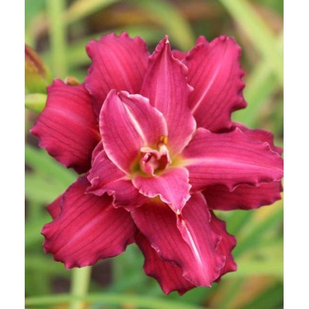 Double Pardon Me Reblooming Daylily - 3 Root Divisions