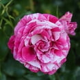 thumbnail image 2 of Heirloom Roses Rose Bush - Parade Day™ Grandiflora , Live Rose Plant, 2 of 5
