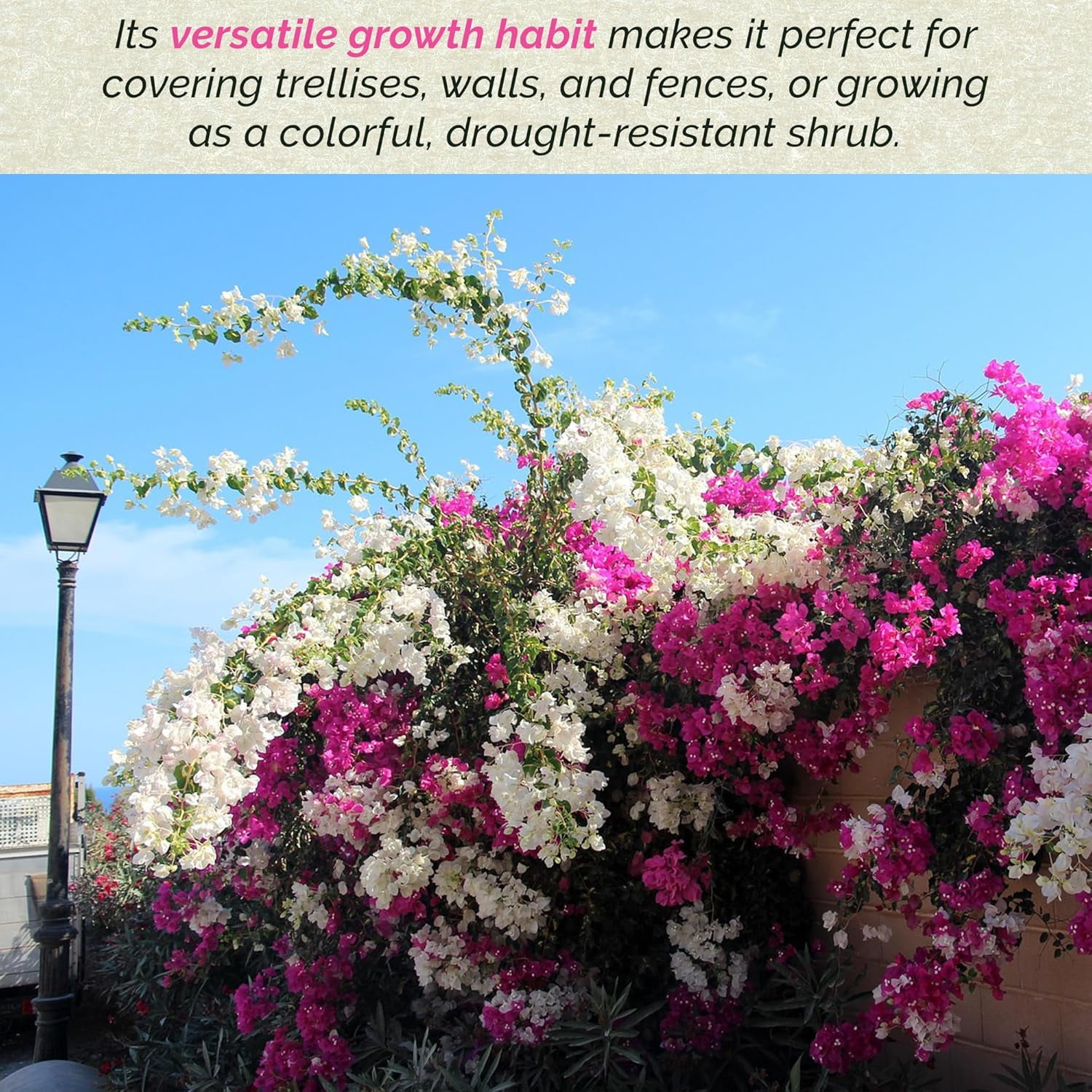 3 Barbara Karst Bougainvillea, Live Plants – Thriving in 2.5” Nursery Cubes – Stunning Red-Magenta Blooms, Versatile as a Vine or Shrub
