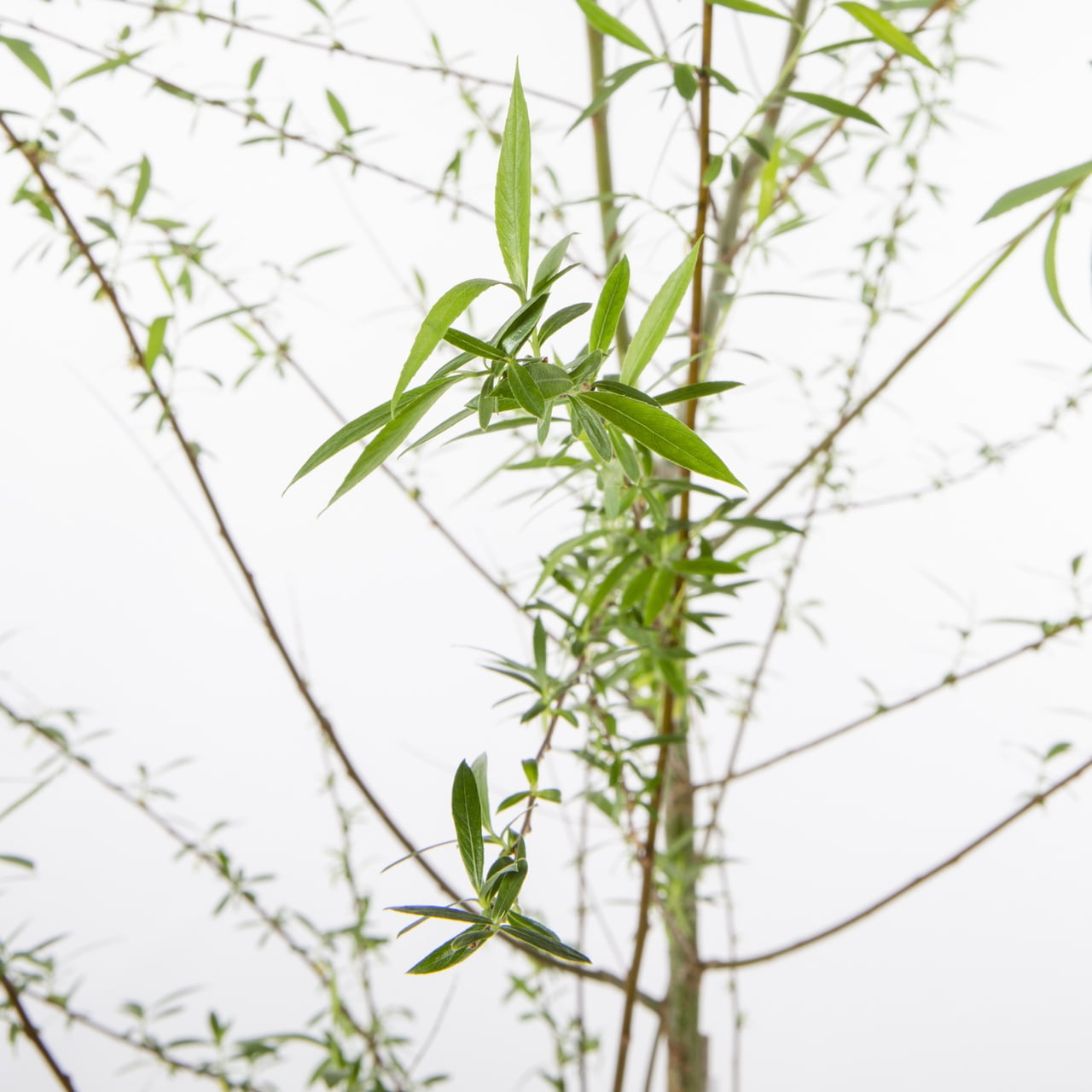 Expert Gardener Weeping Willow Live Tree in 3.75-Gallon Grower Pot