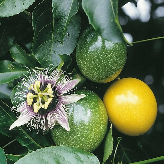 Hawaiian Lilikoi Passion Fruit Plant Seeds 4 Count (20 Seeds per Pack) Full Sun, Perennial