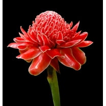 Tropical Seeds -20 Tropical Ginger Seeds- Etlingera elatior -See Listing- - Cut Flower- Container Tropical or Standard