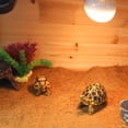thumbnail image 2 of Almohadilla Para Mascotas, Decoración De Paisajismo Para Reptiles, Alfombrilla Para Jaula De Reptiles Para Decoración De Lagartos, Accesorios Para Mascotas, Tortuga ANGGREK Otros, 2 of 8