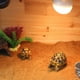 thumbnail image 3 of Alfombra de fibra de coco para reptiles, base para terrario de lagartos, almohadilla para paisajismo., 3 of 13