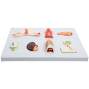 Axis Scientific Complete Endocrine Gland Set Anatomy Model - Human anatomy system miniature, scientific anatomy model, mini figure for Classrooms Studies, Education Study Anatomical