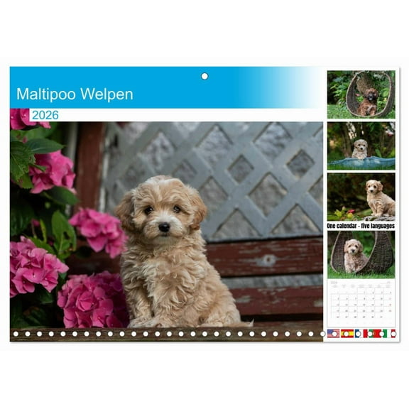 Maltipoo Welpen (Monthly Wall Calendar 2026 16.5 x 23.4 (open)), CALVENDO 14 Month Calendar