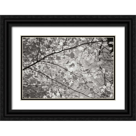 Majchrowicz Alan 14x11 Black Ornate Wood Framed with Double Matting Museum Art Print Titled - Foliage II