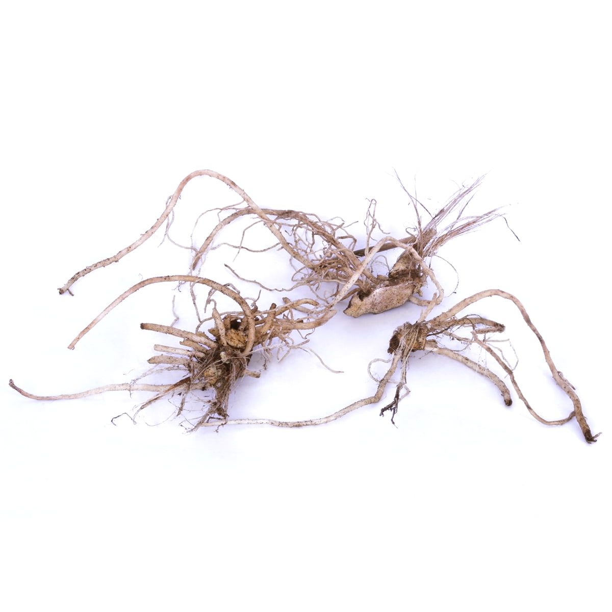 Van Zyverden Agapanthus White Set of 3 Plant Roots White Full Sun Flowering 2 lbs