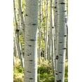 thumbnail image 2 of Head, Danny 13x18 White Modern Wood Framed Museum Art Print Titled - Aspen Trunks III, 2 of 4