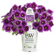 Proven Winners 1.56PT Calibrachoa Sbrbls Grape Punch