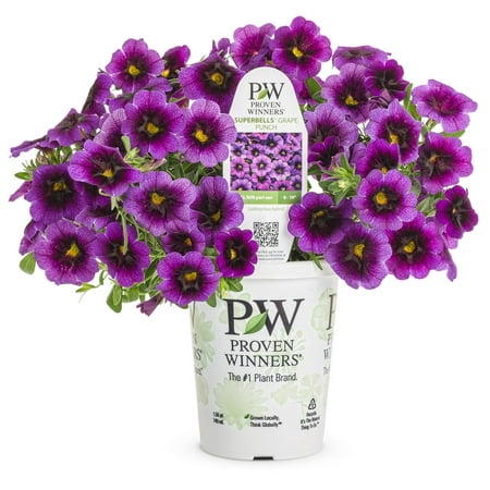 Proven Winners 1.56PT Calibrachoa Sbrbls Grape Punch
