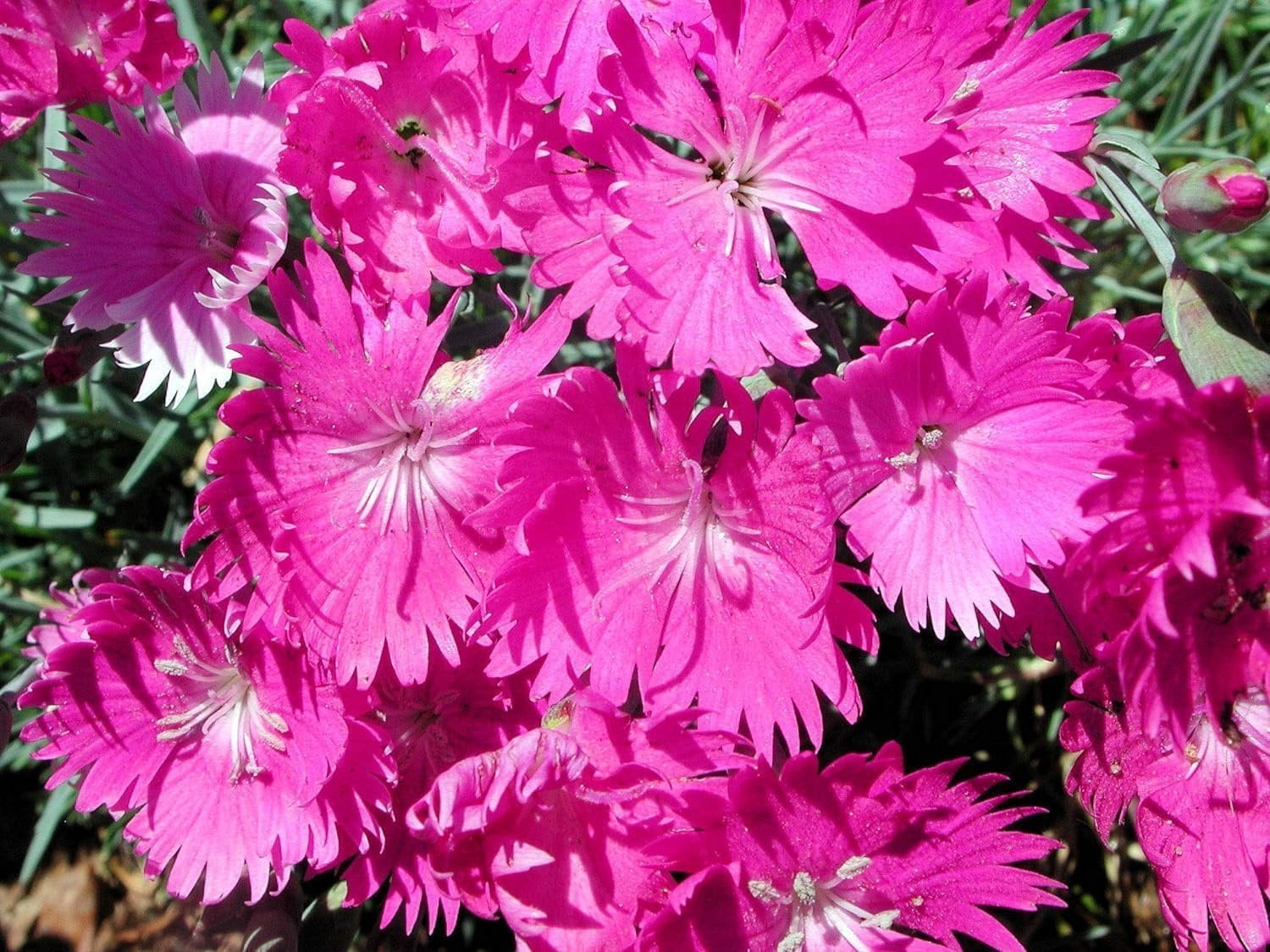 Firewitch Dianthus Plants  3 Live Seedlings  Dianthus Gratianopolitanus Firewitch  Perfect for Vibrant Colorful Gardens  Hardy & Fragrant