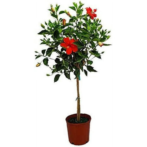 Tropical Plants of Florida 38" to 44" Standard Red Hibiscus Tree Plant; Full Sunlight, Flower Tree