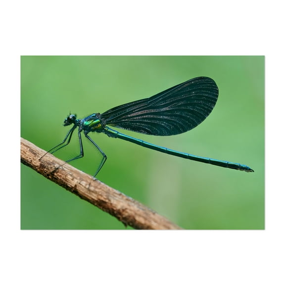 Ebony Jewelwing damselfly - Photography Dragonfly Insect Nature Wildlife Botanical Animal Unframed Wall Art Print 4 x 6 inches