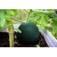 thumbnail image 4 of 100 *Seeds SUGAR BABY WATERMELON Citrullus lanatus Fruit Melon Seeds, 4 of 9