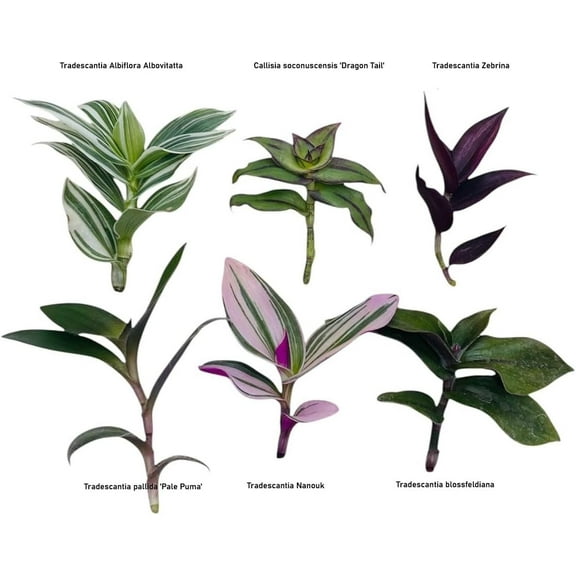 Wandering Jew Live Plant Cuttings (6 Different Types, No Roots, Leaf Cuttings)