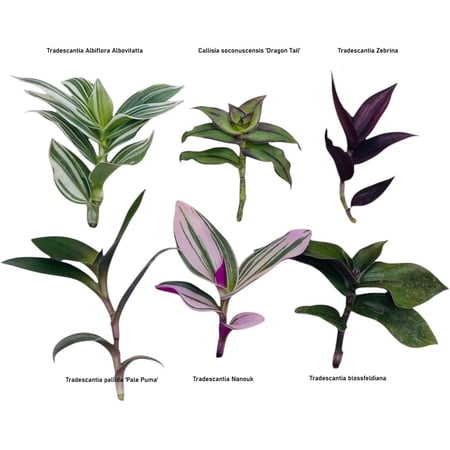 Wandering Jew Live Plant Cuttings (6 Different Types, No Roots, Leaf Cuttings)