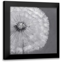 Atelier B Art Studio 20x20 Black Modern Framed Museum Art Print Titled - Dandelion Puff Ball