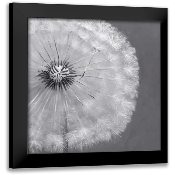 Atelier B Art Studio 12x12 Black Modern Framed Museum Art Print Titled - Dandelion Puff Ball