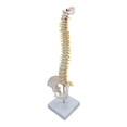 thumbnail image 3 of Xingzhi Spine Model Vertebral Column Anatomical for  Kids Learning Display Classroom standing, 3 of 6