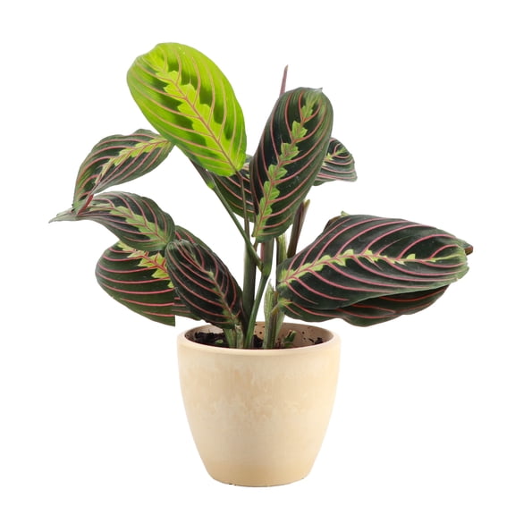 Live Red Prayer Plant - Pet Safe - 4" Decorative Pot Cover - Thorsen's Greenhouse