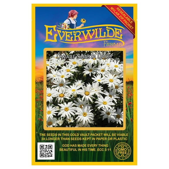 Everwilde Farms - 2000 Dwarf Shasta Daisy Garden Flower Seeds - Gold Vault Jumbo Bulk Seed Packet
