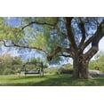 thumbnail image 2 of Paulson, Don 18x13 Gold Ornate Wood Framed with Double Matting Museum Art Print Titled - Mexico, Tecate Bench swing under large tree, 2 of 4