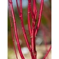 thumbnail image 2 of Bright Red Dogwood Cuttings to Plant - No Roots, Easy to Grow, Privacy and Lanscaping Bush, Vibrant Red Bark - Ships from Iowa, USA (100 Cuttings), 2 of 4