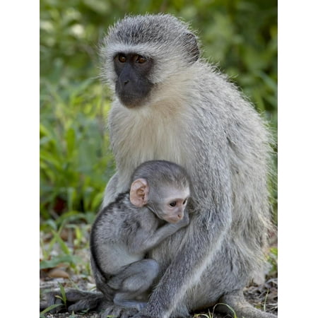 Vervet Monkey (Chlorocebus Aethiops) Mother and Infant, Kruger National Park, South Africa, Africa Print Wall