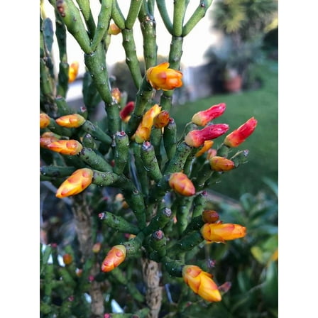 Easter Cactus-Assorted-Vibrant Houseplant  6" Hanging Basket