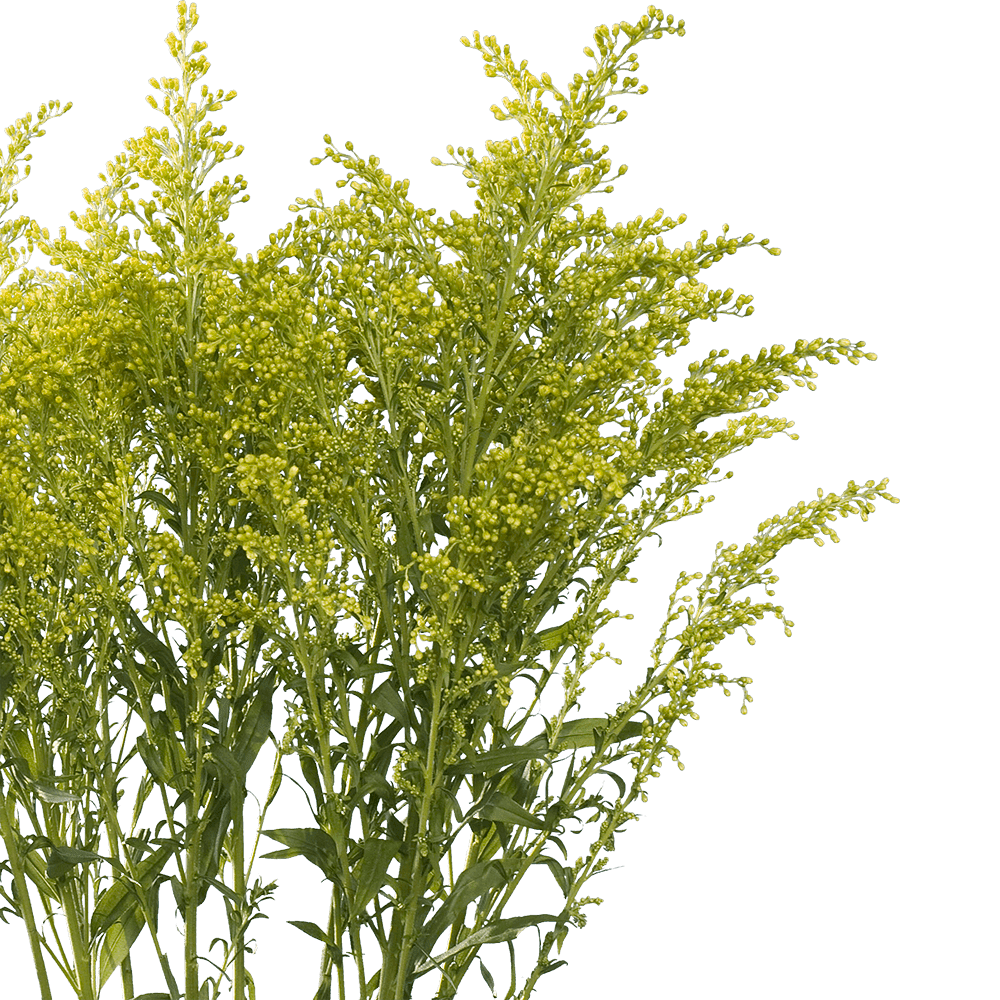 60 Stems Of Yellow Asters Solidago Fresh Flower Delivery Walmart Com Walmart Com