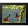 thumbnail image 2 of Fitzharris, Tim 24x20 Black Modern Framed Museum Art Print Titled - Rufous Tailed Hummingbirds, 2 of 5