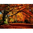 thumbnail image 2 of The Tree, Botanical Scenic Seasons Stretched Canvas Wall Art by Philippe SainteLaudy Sold by ArtCom, 2 of 5