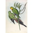thumbnail image 3 of Gould, John 13x18 Black Modern Framed Museum Art Print Titled - Barrabands Parakeet, 3 of 5