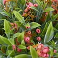 thumbnail image 2 of 8pcs Artificial Flowers for Outdoor Plastic Flower Plants Fake Flowers UV Resistant Faux Flowers (Red), 2 of 5