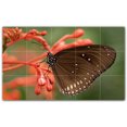 thumbnail image 1 of Picture-Tiles.com: Butterfly Ceramic Tile Wall Mural WAL500297-53M. 30"W x 18"H using (15) 6" x 6" Ceramic Tiles-Satin Finish, 1 of 3