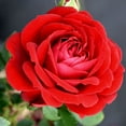 thumbnail image 3 of True Bloom by Altman Plants 'True Love' PP28929 Red Rose Bush, 6qt. Pot, Live Garden Roses, Full Sun, 3 of 13