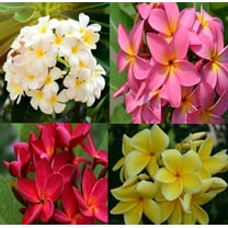 Hawaiian Frangipani Plumeria Live Shrub Plant Cuttings Multi Color 4 Pack Full Sun
