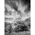 thumbnail image 2 of Eggers, Terry 15x18 Black Ornate Wood Framed with Double Matting Museum Art Print Titled - USA-Utah-Infrared of the Logan Pass area and lone tree, 2 of 4