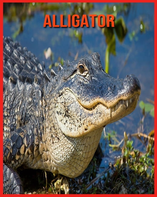 Alligators Amazing Photos & Fun Facts Book About Alligators 