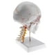 thumbnail image 3 of Réplicas de Modelos Anatómicos de Cráneo Tamaño Natural | Cuello Y Cervical | Adorno de Oficina de Laborato Yotijar Estatua de cráneo de cabeza humana, 3 of 10